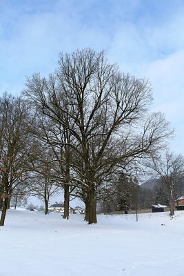 Quercus robur - dub letní - zimní habitus (4)